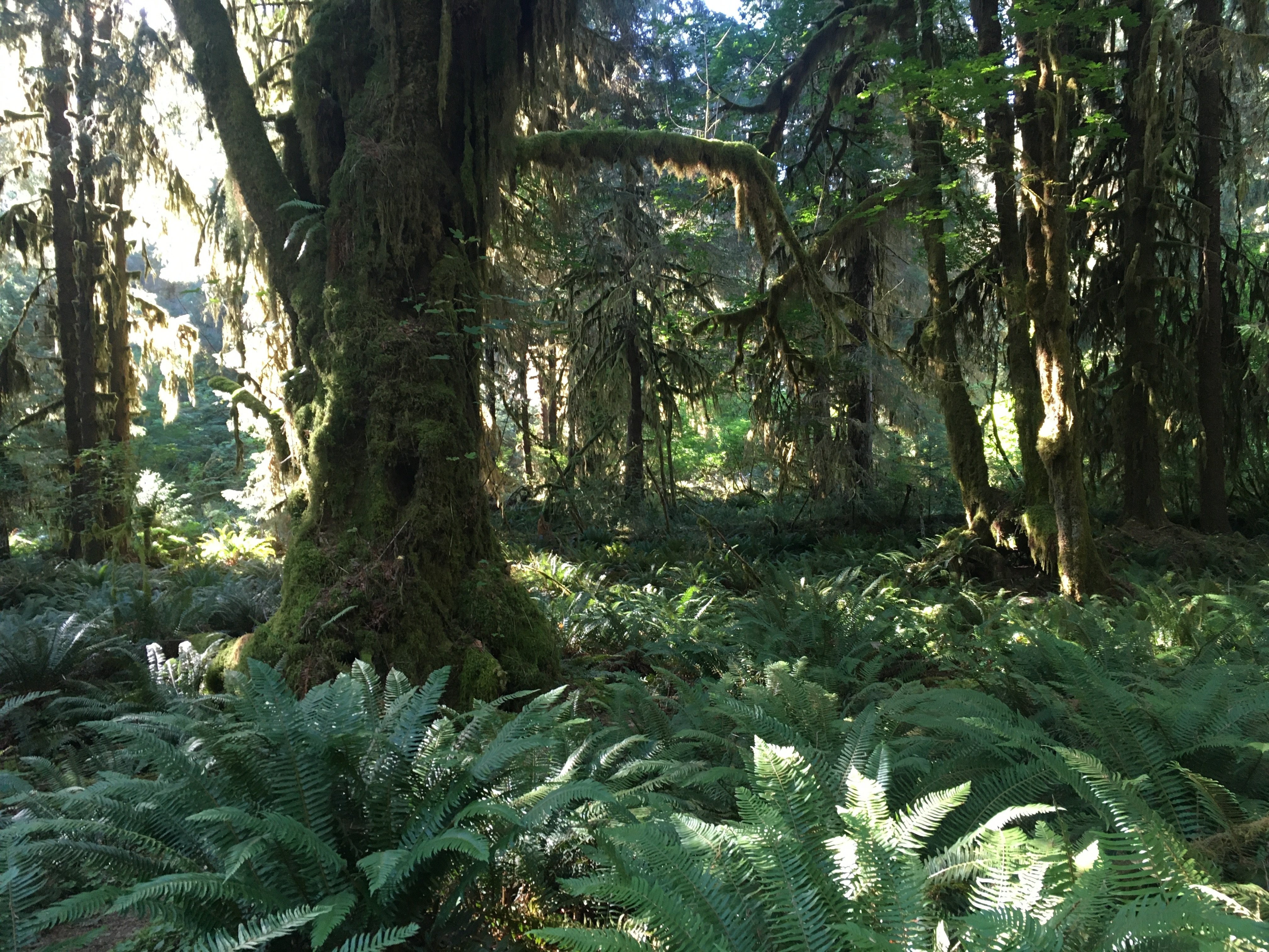 Still more rainforest.  Big trees hang with moss and the forest floor is covered with ferns