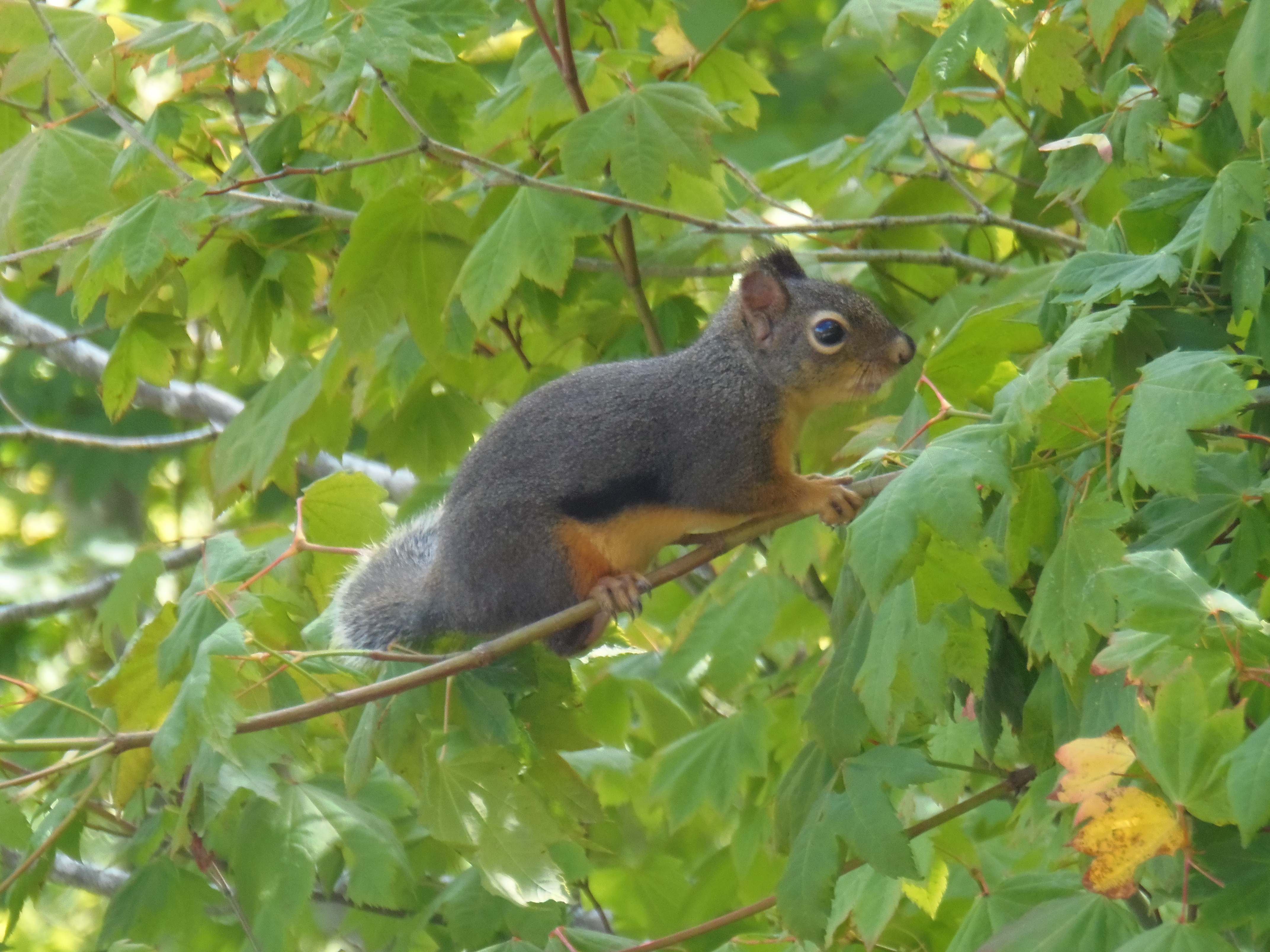 A squirrel clinging to a branch among green leaves