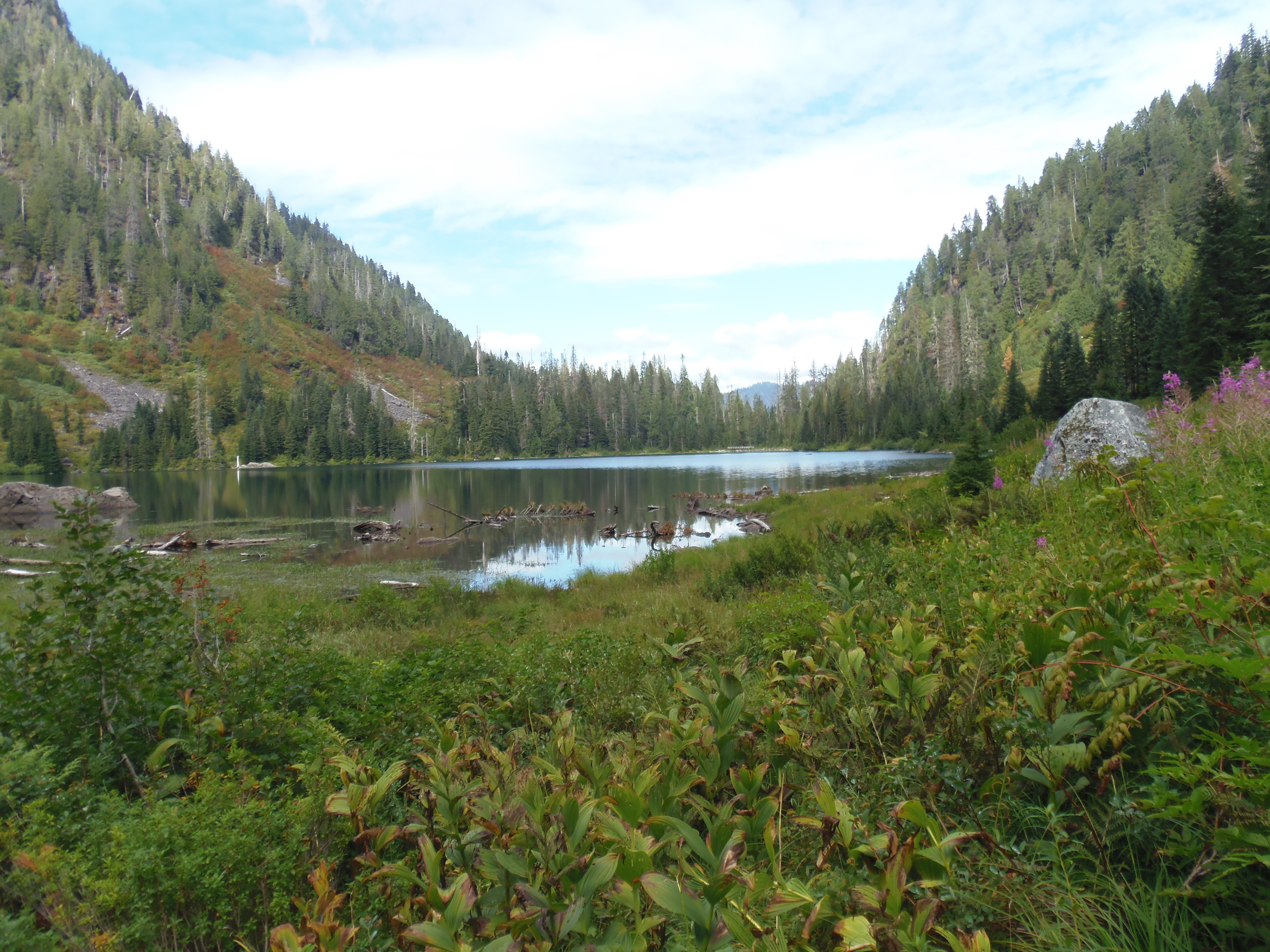 A small, still alpine lake among forest